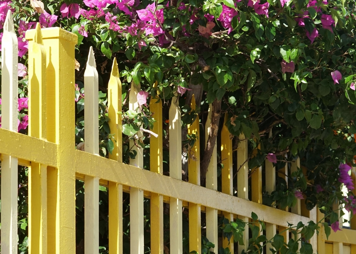 bright yellow garden gate
