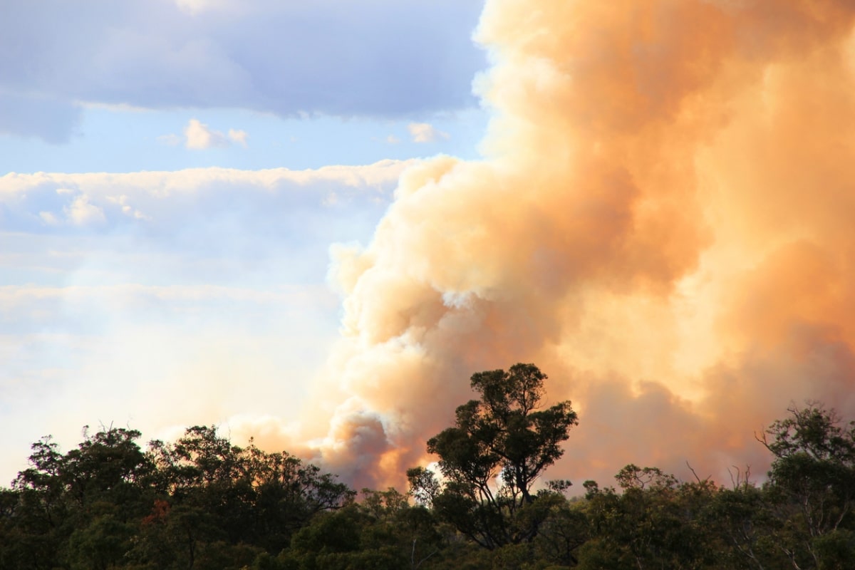A bushfire scene