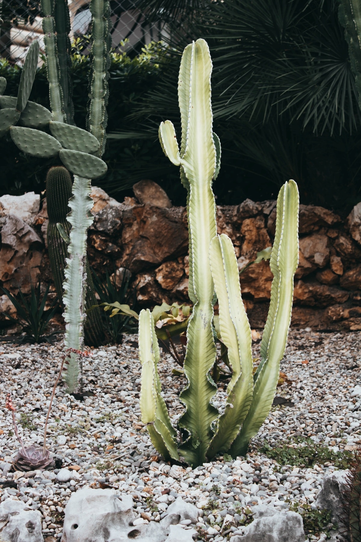 Cacti in garden