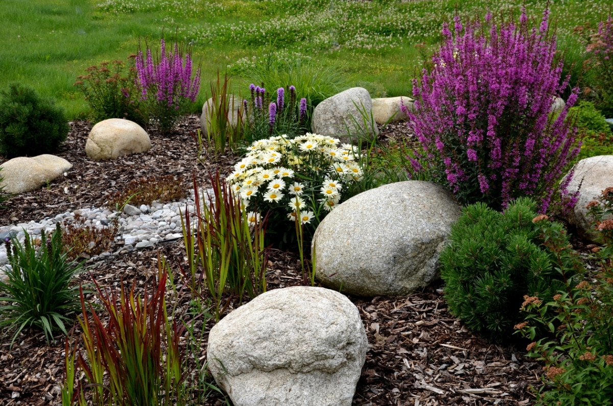 ornamental flower bed with perennial pine gray granite boulders, mulched bark and pebbles