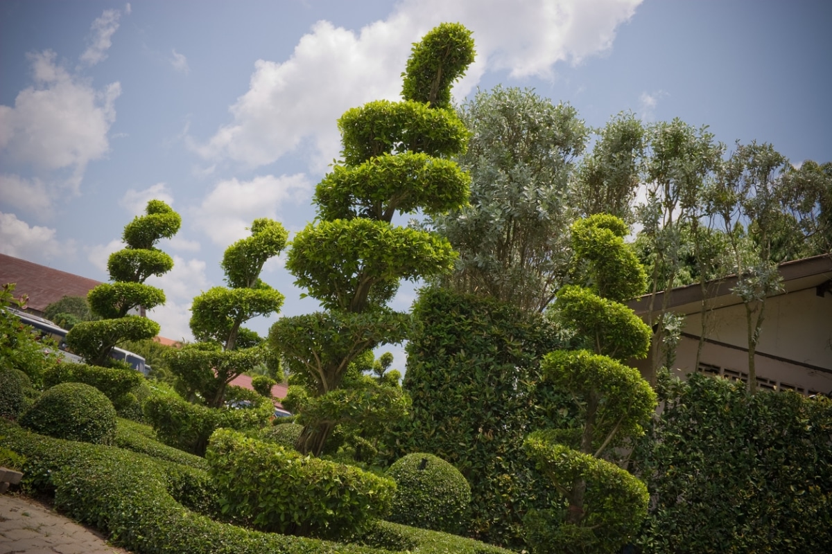 spiral-cut garden landscaping