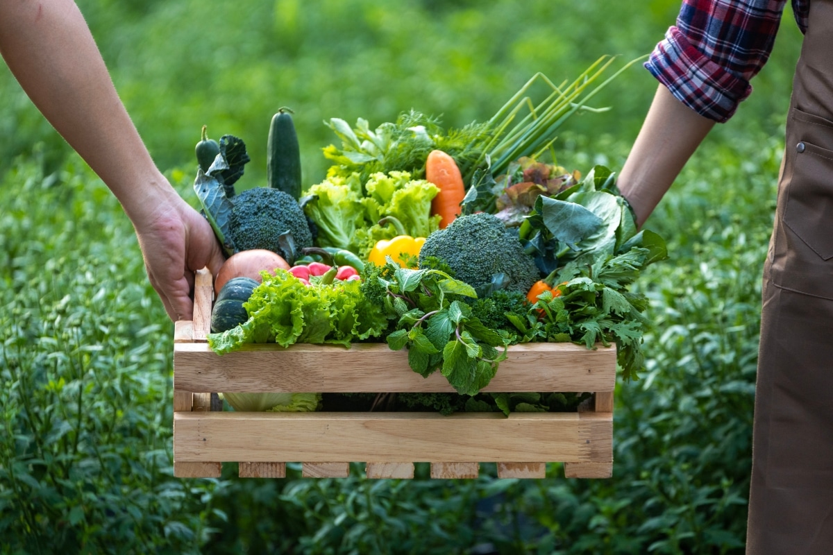 Two farmers carrying a wooden tray full of fresh produce from a vegetable garden.